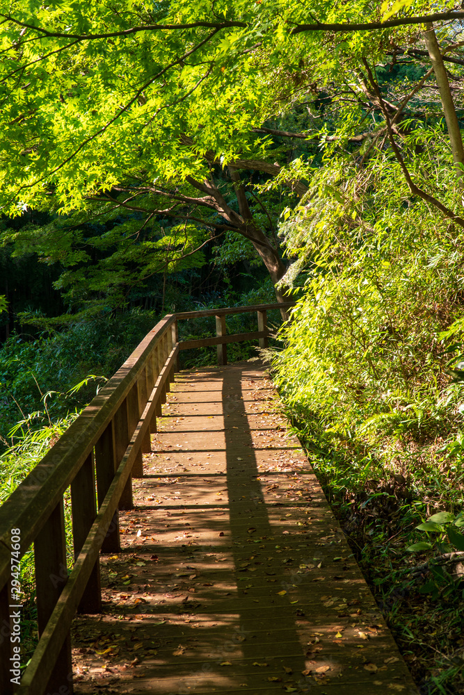 森の歩道