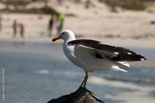 seagull on the beach © Pablo