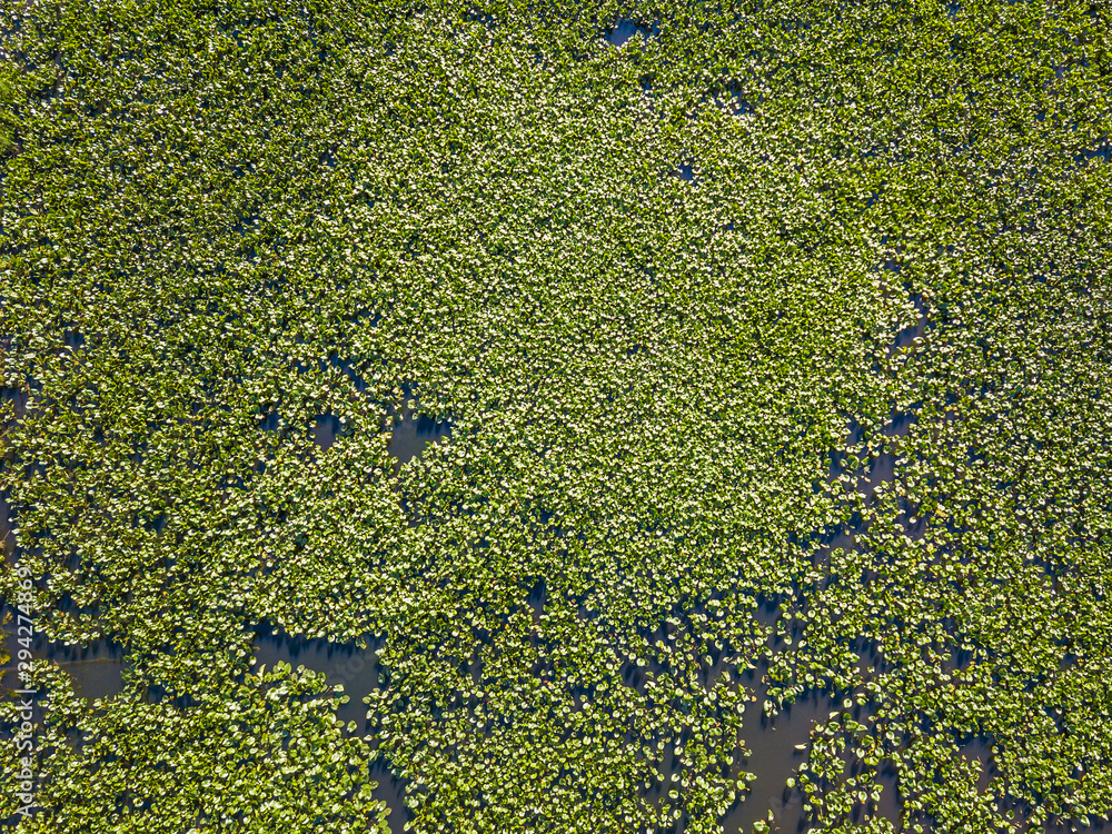 Aerial photo of small river covered with water plants Aerial photo of small river covered with water plants