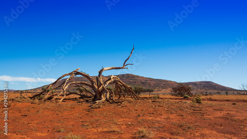Dead tree, dirt track and mountains in the desert of outback Australia © wrightouthere