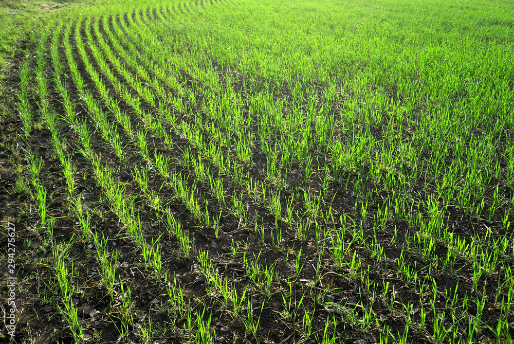 Young field of seedlings of corn. Growing green pattern background for design.