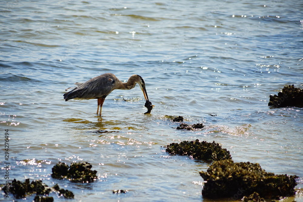 Bird is catching fish in Tampa bay Bird is catching fish in Tampa bay