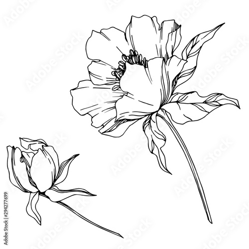 Vector Peony floral botanical flowers. Black and white engraved ink art. Isolated peonies illustration element.