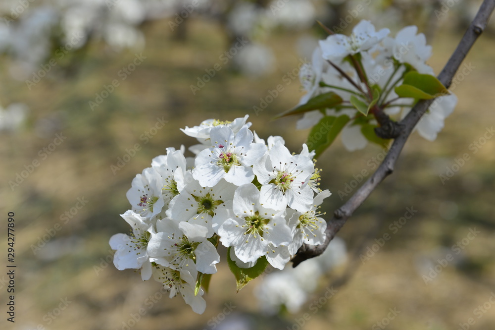 Obraz premium Pear flower in full bloom in spring