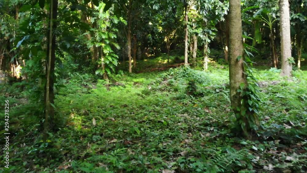 Green plants in jungle. Various tropical green plants growing in woods on sunny day in nature. Magical scenery of rainforest. Wild vegetation, monsteras and lianas deep in tropical forest drone view. Green plants in jungle. Various tropical green plants growing in woods on sunny day in nature. Magical scenery of rainforest. Wild vegetation, monsteras and lianas deep in tropical forest drone view.