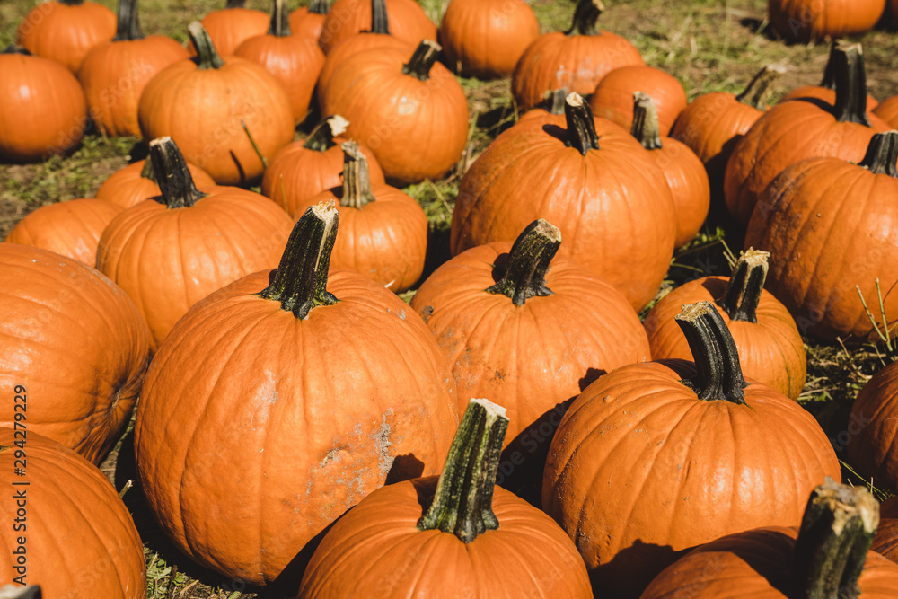 Orange pumpkins in the field for hallowen and fall background Orange pumpkins in the field for hallowen and fall background