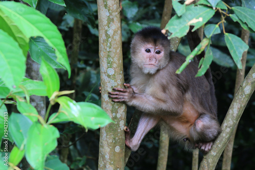 A white fronted capuchin monkey, cebus albifrons, sitting in a small tree © pangamedia