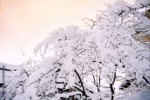 Fototapeta Naklejka Na Ścianę i Meble -  Snowflake covered the tree branches over white sky in the winter season.