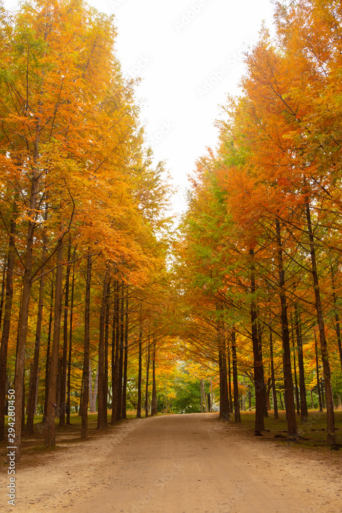 Fototapeta premium Nami Island in Autumn South Korea