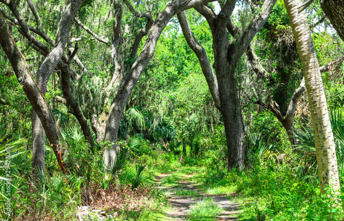 Nature Trail through the Forest