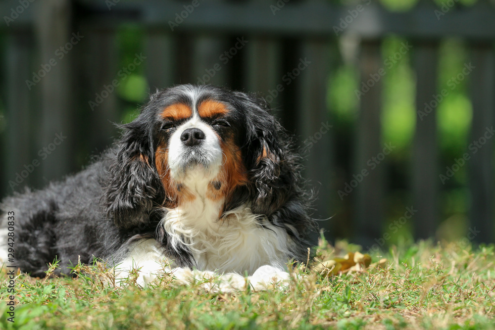 Cavalier King Charles Spaniel dog Laying in the grass