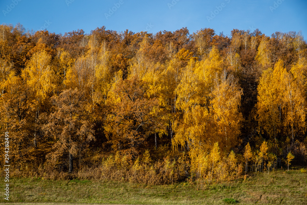 Fototapeta premium landscape autumn forest on a hill