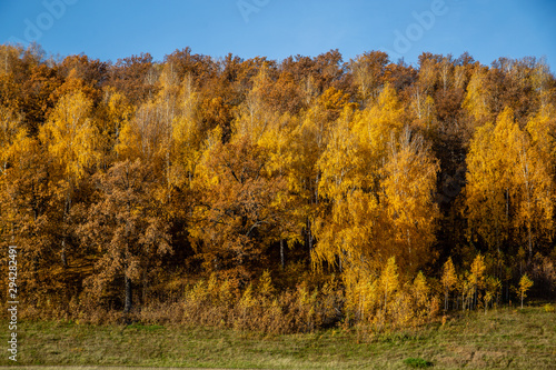 landscape autumn forest on a hill