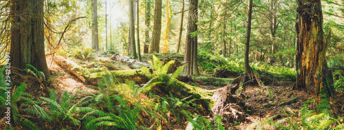 Spectacular autumn forest colours and views of magical light and paths in the woods.  Bowen Island BC Canada.