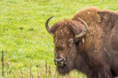 American bison close up glaring in field
