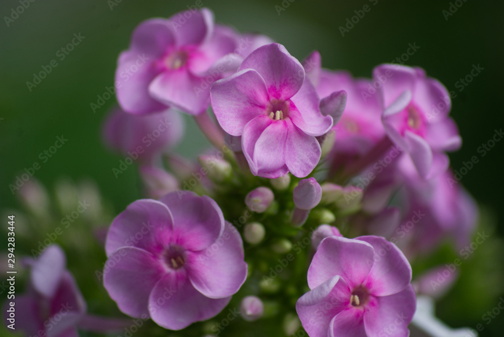 pink flowers in the garden