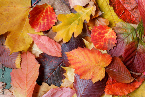 Colorful autumn background from leaves from different species of trees. The concept of color diversity.
