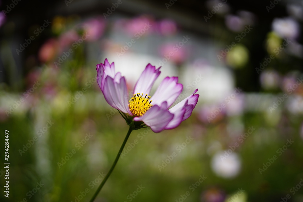 古都奈良に咲く秋桜 Cosmos Country scenery Nara Japan 古都奈良に咲く秋桜 Cosmos Country scenery Nara Japan