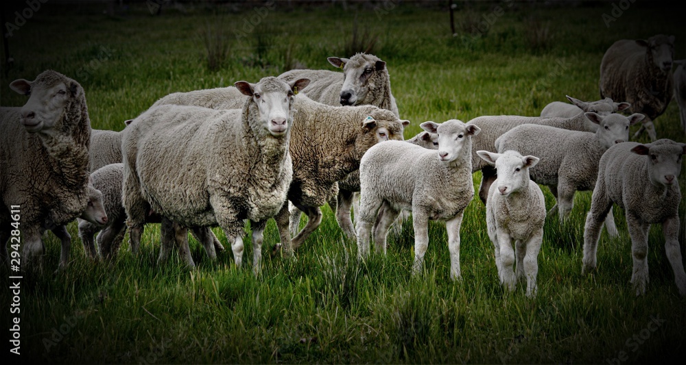 Obraz premium herd of cows grazing in field