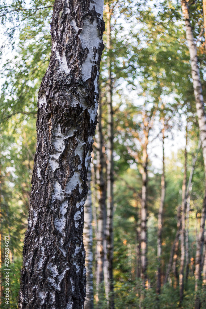 tree in the forest