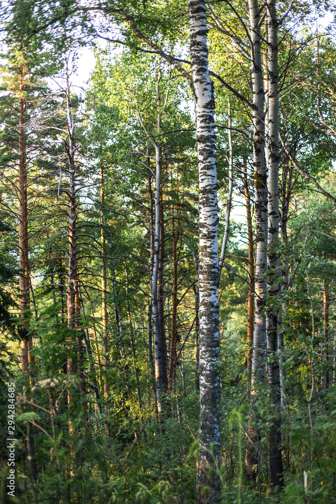 Fototapeta premium trees in the forest