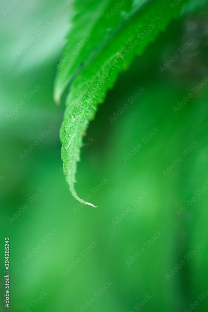 nettle plant in a garden. growing of green vegetable. botanical macro background
