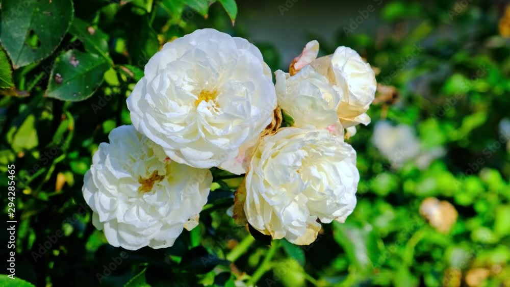 White roses in garden, close up, closeup macro view, green background White roses in garden, close up, closeup macro view, green background
