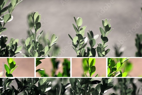 Wallpaper Mural Green Leafy Plant  Torontodigital.ca