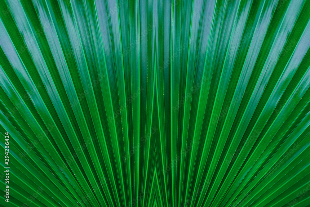 Obraz premium tropical palm leaf and shadow, abstract natural green background, dark blue tone