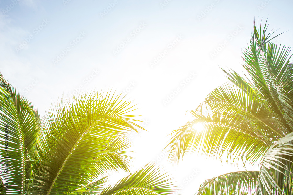 Fototapeta premium tropical palm leaf background, coconut palm trees perspective view