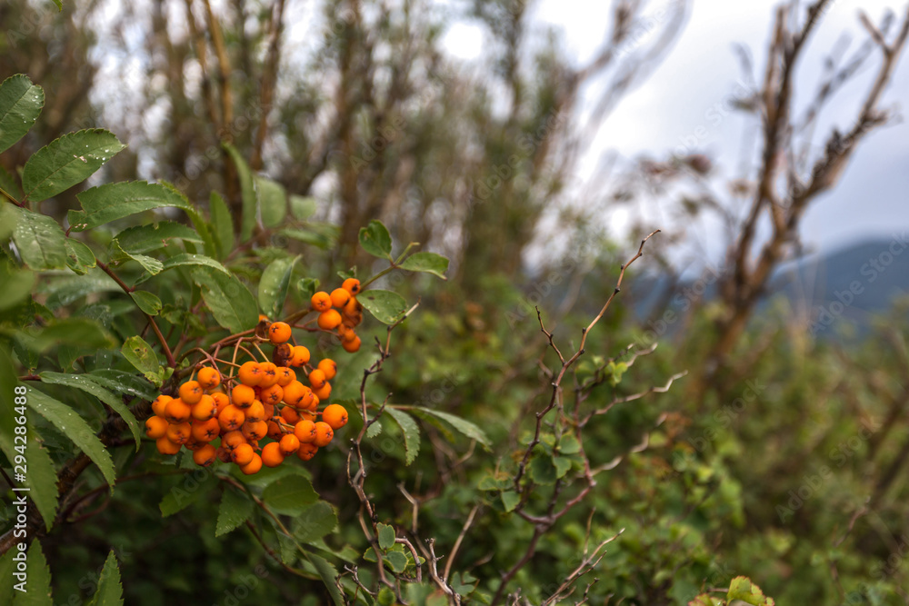 mountain ash in the mountains mountain ash in the mountains