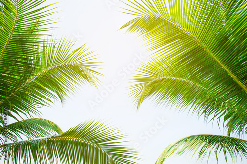 tropical palm leaf background, coconut palm trees perspective view © Nabodin