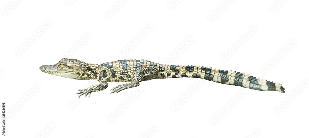 Fototapeta premium young siamese crocodile isolated on white background
