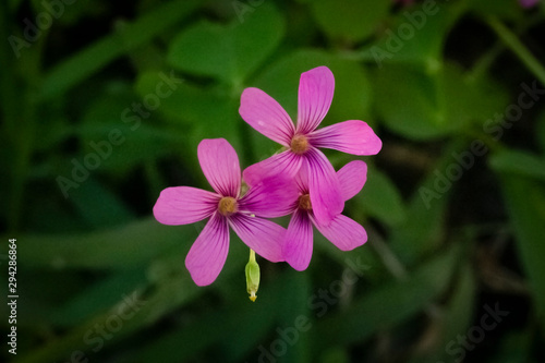 pink flower beatiful