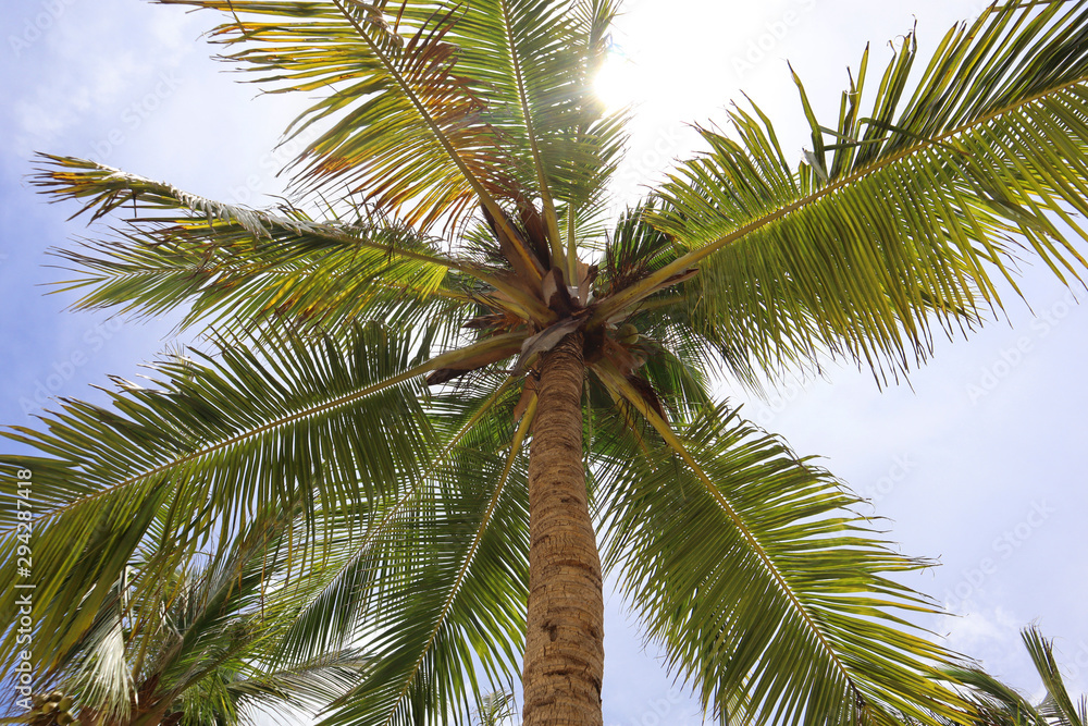Fototapeta premium palm tree on background of blue sky