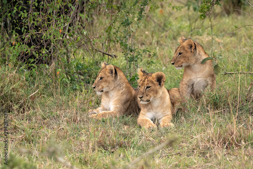 Three young lion cubs sitting in the grass.  Image taken in the Maasai Mara National Reserve  Kenya.
