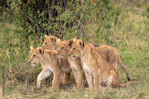 Four young lion cubs sitting in the grass. Image taken in the Maasai Mara National Reserve, Kenya.