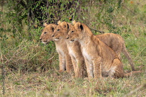 Obraz na plátne Three young lion cubs sitting in a row in the grass