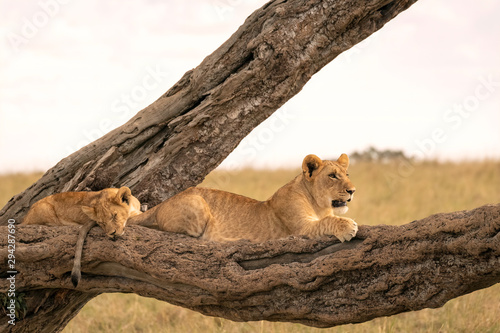 A little lion cub sleeps while its older sibling stands guard on the branch of a fallen tree. Image taken in the Maasai Mara National Reserve, Kenya.
