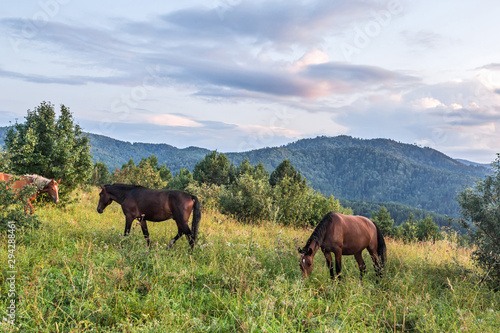 horses on a meadow © Sotnikov_EM