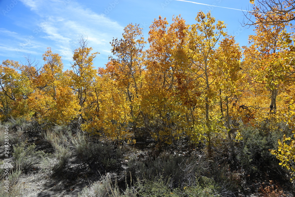 Fall colors in the california eastern sierras