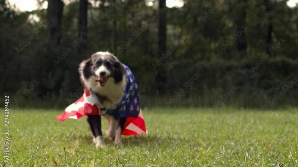 Border collie dog running outside in slow motion with the US American flag Border collie dog running outside in slow motion with the US American flag