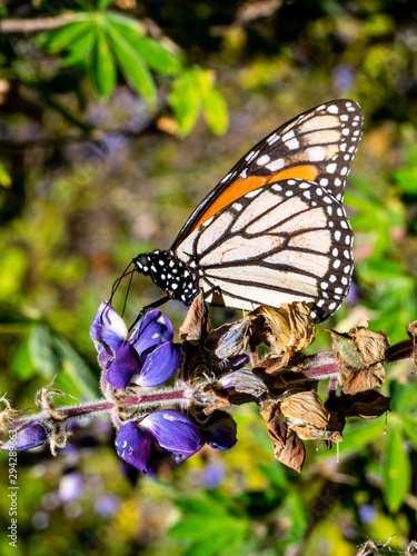 A Monarch butterfly rests on a purple flower in Michoac  n  Mexico. 