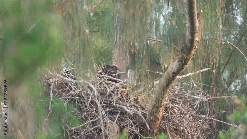 bald eagle feeding baby chicks in nest up in tree branch 1 bald eagle feeding baby chicks in nest up in tree branch 1
