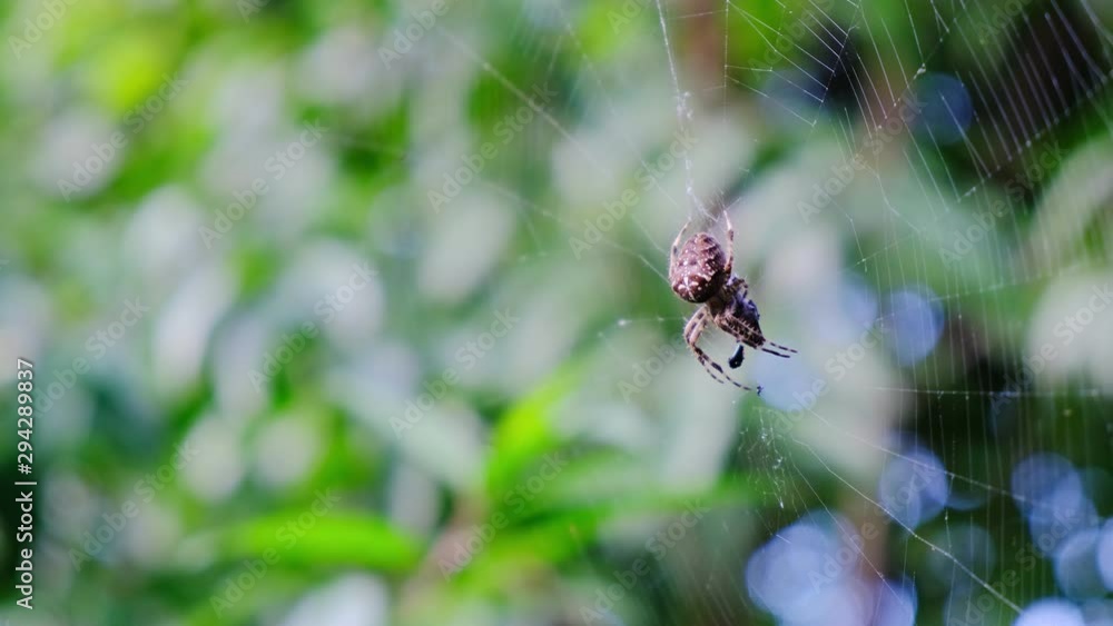 Garden cross spider feasting on its prey, close up, blurred background, Araneus diadematus Garden cross spider feasting on its prey, close up, blurred background, Araneus diadematus
