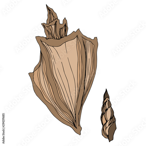 Vector Summer beach seashell tropical elements. Brown beige engraved ink art. Isolated shell illustration element.