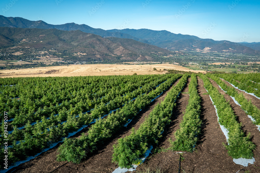 Rows of marijuana plants on a farm in the hills above Ashland in Southern Oregon on a beautiful sunny summer morning