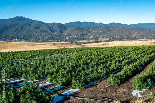 Rows of marijuana plants on a farm in the hills above Ashland in Southern Oregon on a beautiful sunny summer morning photo