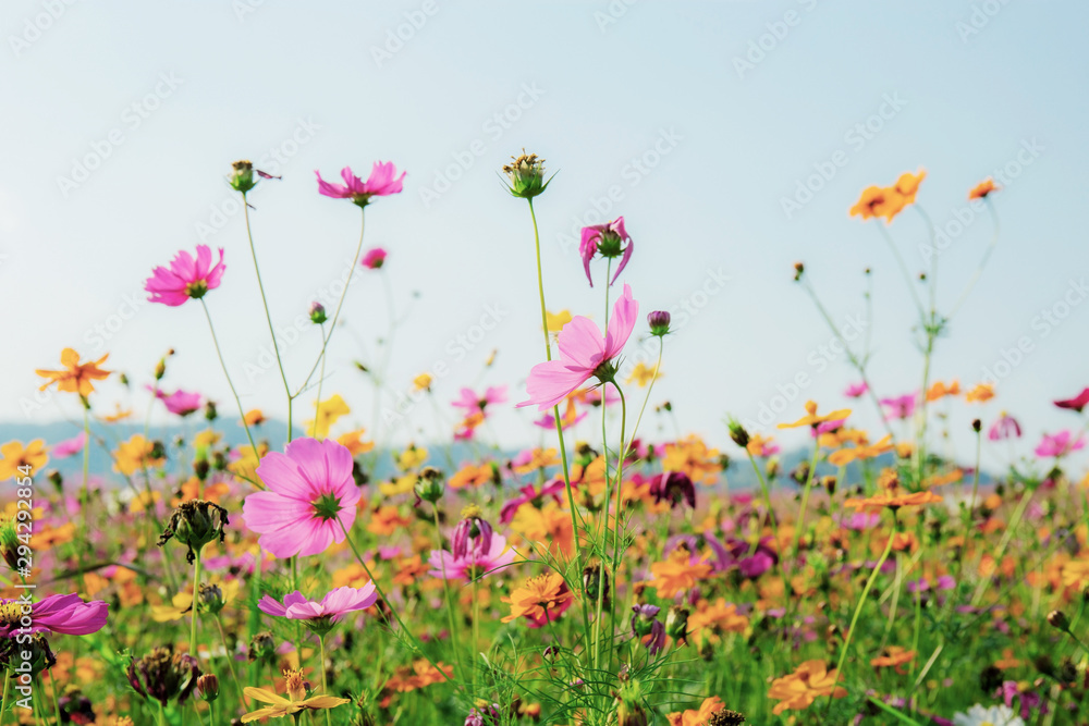 Colorful of cosmos in field.