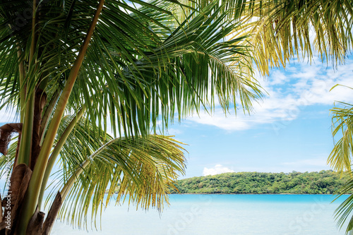 Coconut tree at sea.